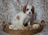 Cockapoo Mix For Sale Applecreek, OH Female- Fanci