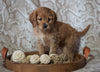 Cockapoo Mix For Sale Applecreek, OH Female- Holly