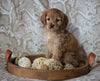 Cockapoo Mix For Sale Applecreek, OH Female- Holly