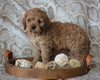 Cockapoo Mix For Sale Applecreek, OH Male- Karmel