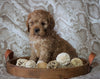 Cockapoo Mix For Sale Applecreek, OH Male- Karmel
