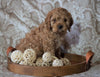Cockapoo Mix For Sale Applecreek, OH Male- Karmel