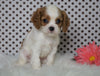 ACA Registered Cavalier King Charles Spaniel For Sale Fredericksburg, OH Male- Zander