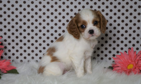 ACA Registered Cavalier King Charles Spaniel For Sale Fredericksburg, OH Male- Zander