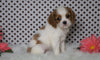 ACA Registered Cavalier King Charles Spaniel For Sale Fredericksburg, OH Male- Zander