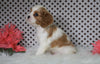 ACA Registered Cavalier King Charles Spaniel For Sale Fredericksburg, OH Male- Zander