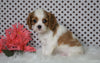 ACA Registered Cavalier King Charles Spaniel For Sale Fredericksburg, OH Male- Zander