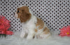 ACA Registered Cavalier King Charles Spaniel For Sale Fredericksburg, OH Female- Zoey