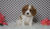 ACA Registered Cavalier King Charles Spaniel For Sale Fredericksburg, OH Female- Zoey