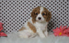 ACA Registered Cavalier King Charles Spaniel For Sale Fredericksburg, OH Female- Zoey