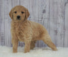 Standard Goldendoodle For Sale Sugarcreek, OH Male- Beau