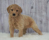 Standard Goldendoodle For Sale Sugarcreek, OH Male- Beau