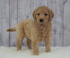 Standard Goldendoodle For Sale Sugarcreek, OH Male- Beau