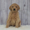 Standard Goldendoodle For Sale Sugarcreek, OH Male- Beau