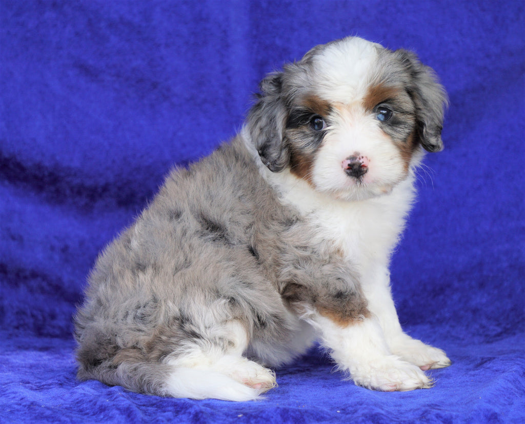 Mini Aussiedoodle For Sale Millersburg, OH Female Darla AC Puppies LLC