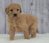 Standard Goldendoodle For Sale Sugarcreek, OH Male- Miles