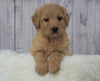 Standard Goldendoodle For Sale Sugarcreek, OH Male- Miles