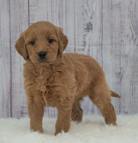 Standard Goldendoodle For Sale Sugarcreek, OH Male- Buckeye
