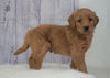 Standard Goldendoodle For Sale Sugarcreek, OH Male- Buckeye