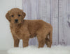 Standard Goldendoodle For Sale Sugarcreek, OH Male- Buckeye