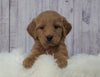 Standard Goldendoodle For Sale Sugarcreek, OH Male- Buckeye