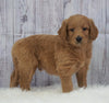 Standard Goldendoodle For Sale Sugarcreek, OH Male- AJ