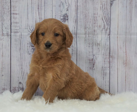 Standard Goldendoodle For Sale Sugarcreek, OH Male- AJ