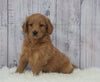 Standard Goldendoodle For Sale Sugarcreek, OH Male- AJ