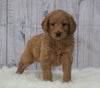 Standard Goldendoodle For Sale Sugarcreek, OH Male- AJ