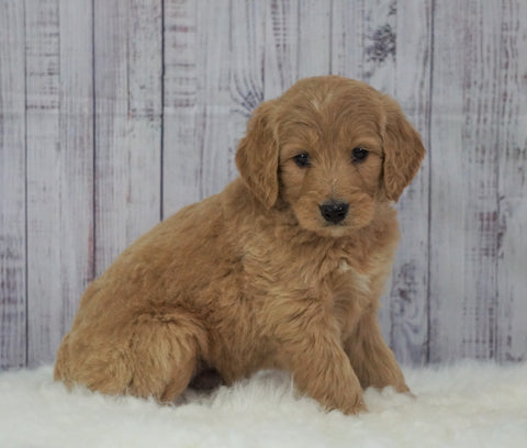 Standard Goldendoodle For Sale Sugarcreek, OH Male- Silas