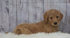 Standard Goldendoodle For Sale Sugarcreek, OH Male- Silas