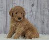 Standard Goldendoodle For Sale Sugarcreek, OH Male- Silas