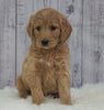 Standard Goldendoodle For Sale Sugarcreek, OH Male- Silas