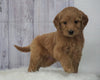 Standard Goldendoodle For Sale Sugarcreek, OH Female- Molly