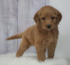 Standard Goldendoodle For Sale Sugarcreek, OH Female- Molly