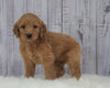 Standard Goldendoodle For Sale Sugarcreek, OH Female- Molly