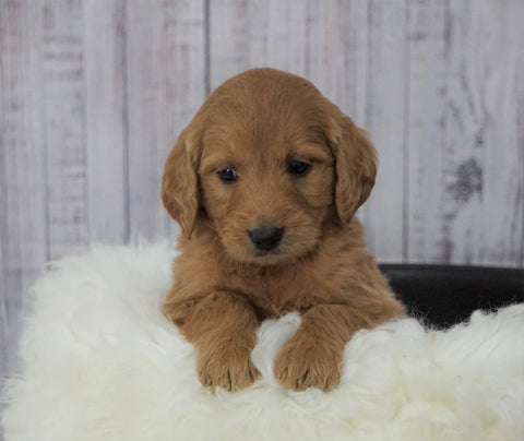 Standard Goldendoodle For Sale Sugarcreek, OH Female- Izzy