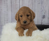 Standard Goldendoodle For Sale Sugarcreek, OH Female- Izzy
