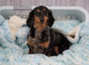Mini Dachshund For Sale Sugarcreek, OH Female- Lexis