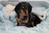Mini Dachshund For Sale Sugarcreek, OH Female- Lexis