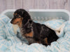 Mini Dachshund For Sale Sugarcreek, OH Female- Lexis