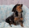 Mini Dachshund For Sale Sugarcreek, OH Female- Lexis