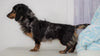 Mini Dachshund For Sale Sugarcreek, OH Female- Lexis