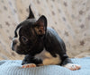Frenchton For Sale Wooster, OH Male- Jimmy