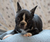Frenchton For Sale Wooster, OH Male- Jimmy