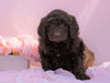Newfypoo (Standard) For Sale Millersburg, OH Female- Molly