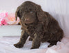 Newfypoo (Standard) For Sale Millersburg, OH Female- Molly