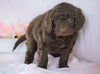 Newfypoo (Standard) For Sale Millersburg, OH Female- Molly