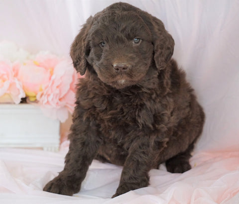 Newfypoo (Standard) For Sale Millersburg, OH Female- Sophie