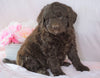 Newfypoo (Standard) For Sale Millersburg, OH Female- Sophie